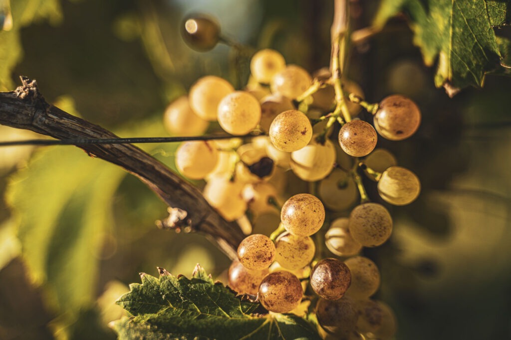 Un grappolo di uve Vermentino della Cantina Luca Deiana