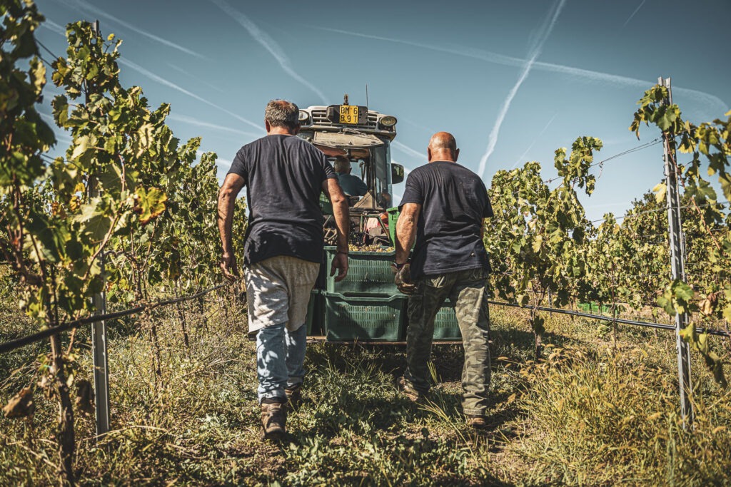 un momento della vendemmia di Perfugas. Due operai della Cantina Luca Deiana seguono il trattore 