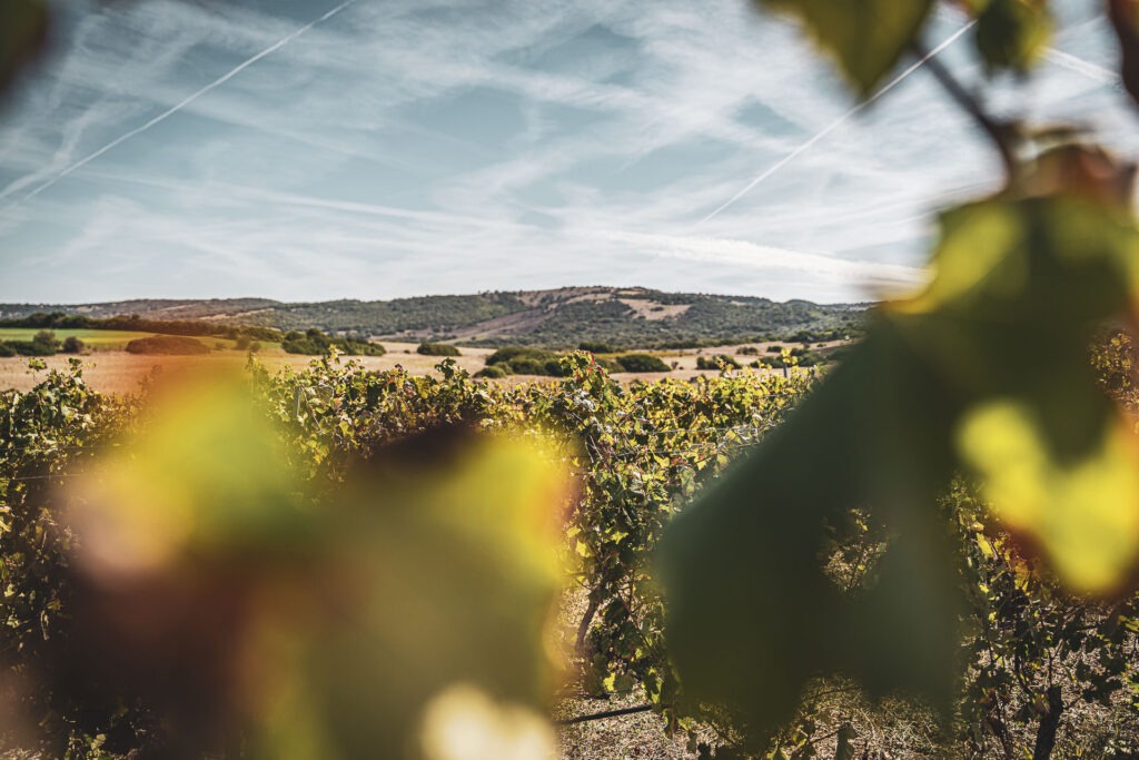 I vigneti di Perfugas della Cantina Luca Deiana