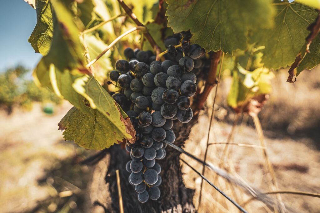 Un grappolo di uve Cannonau della cantina Luca Deiana