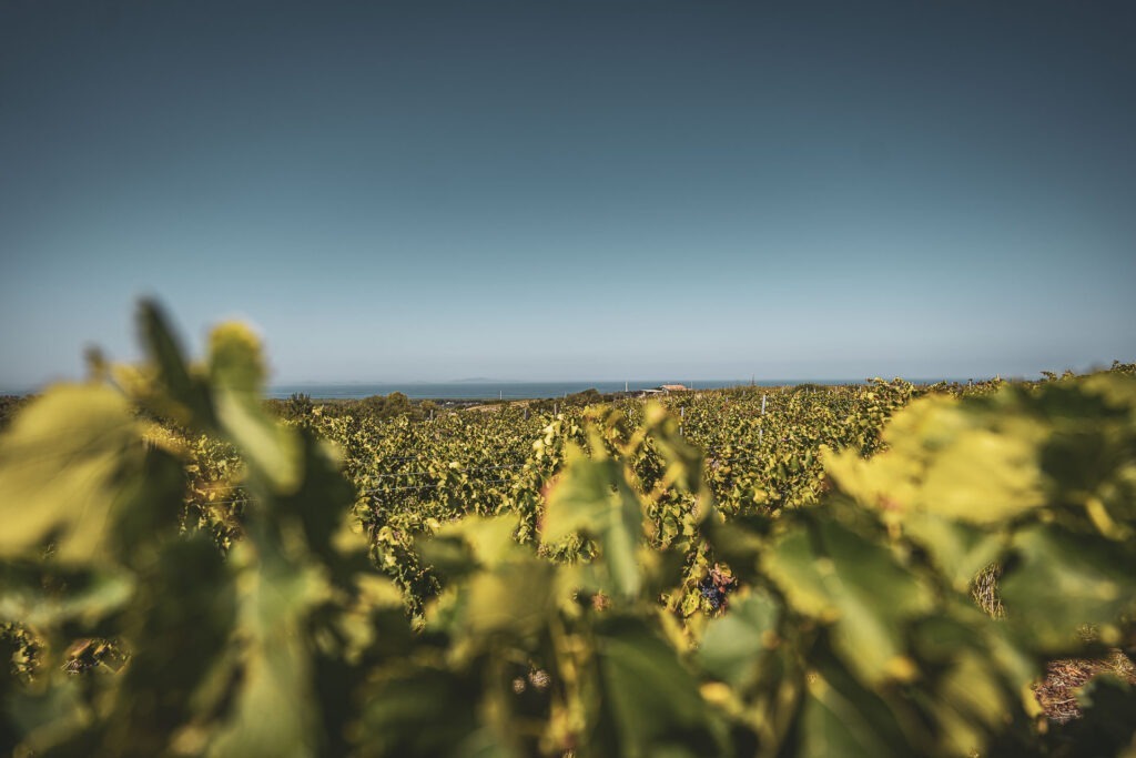 Dai vigneti di Sorso della Cantina Luca Deiana si intravede il mare all'orizzonte, tra i filari di Cannonau.